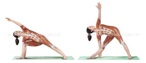 Yoga Poses Extended Side Angle and Triangle