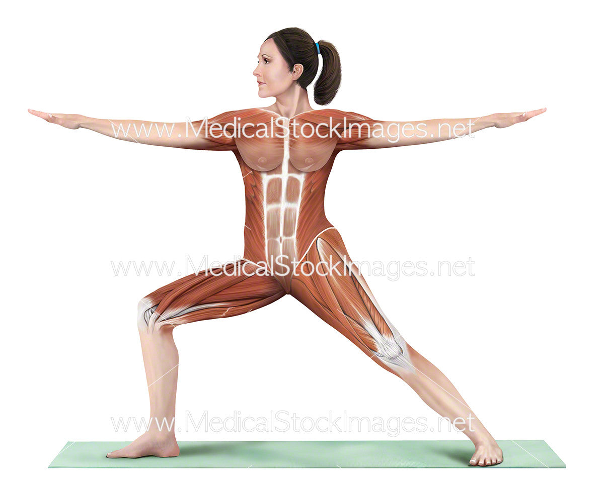 Yoga Pose Warrior 2 Virabhadrasana II – Medical Stock Images Company