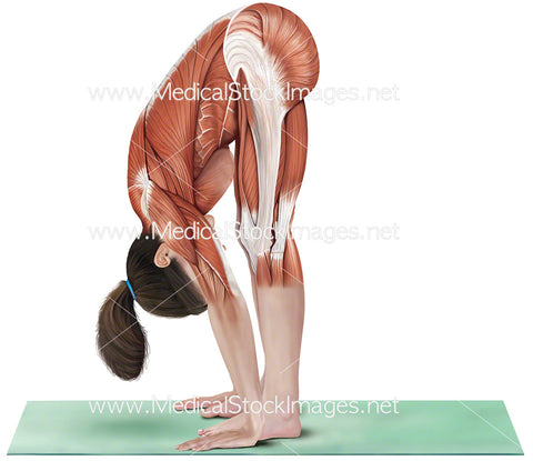 Yoga Standing Forward Bend Uttanasana