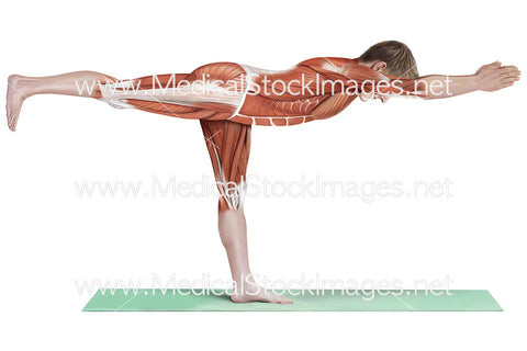 Yoga Warrior 3 Virabhadrasana III