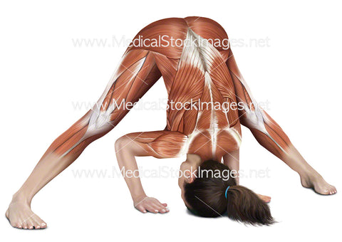 Yoga Wide Leg Forward Bend Prasarita Padottanasana