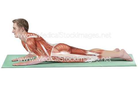 Yoga Cobra Pose Bhujangasana