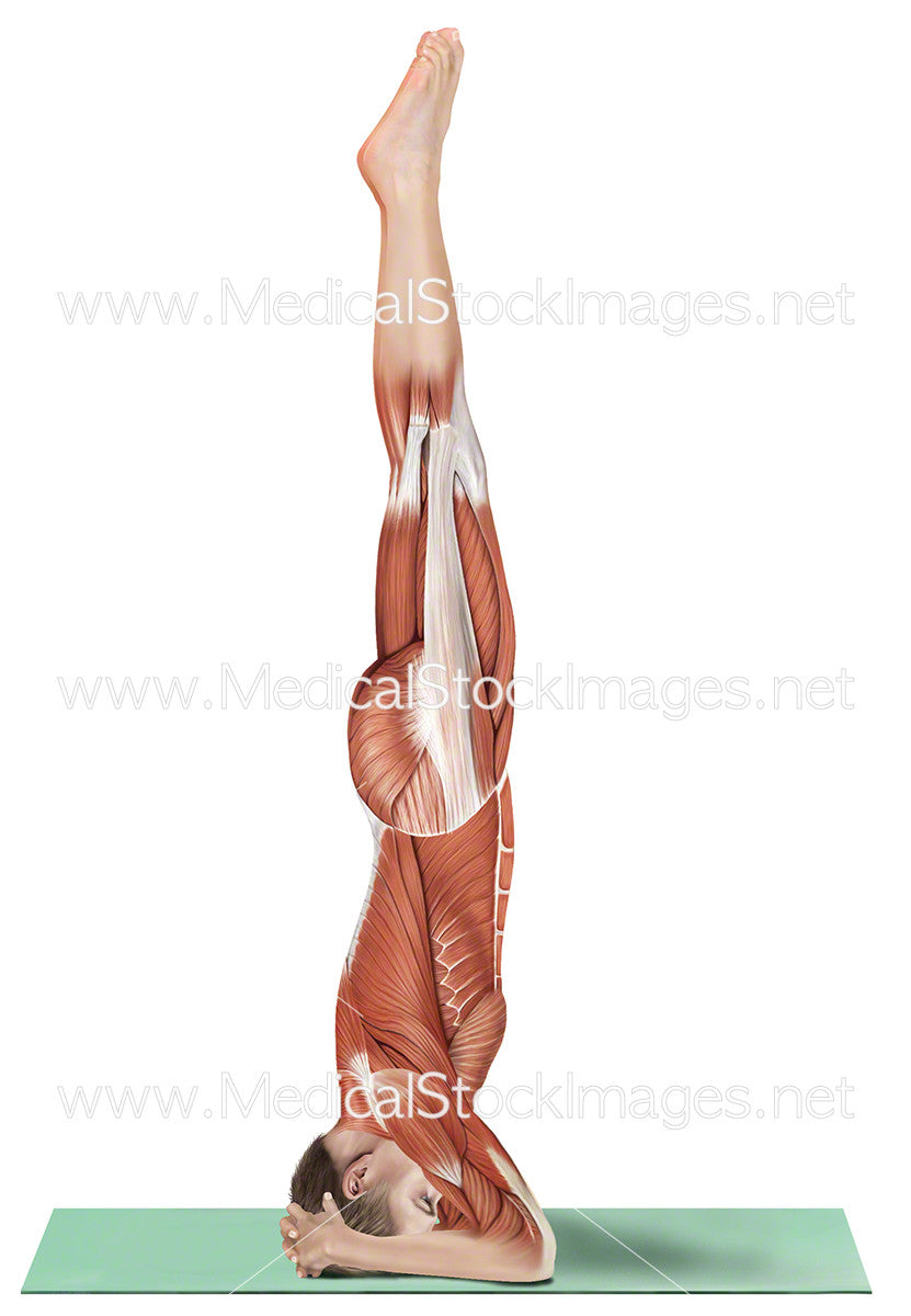 Yoga Head Stand Sirsasana – Medical Stock Images Company