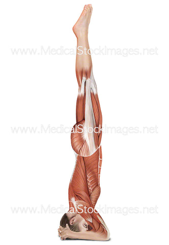 Yoga Head Stand Sirsasana