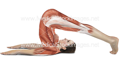 Plough Pose Halasana