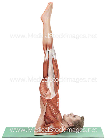 Shoulder Stand