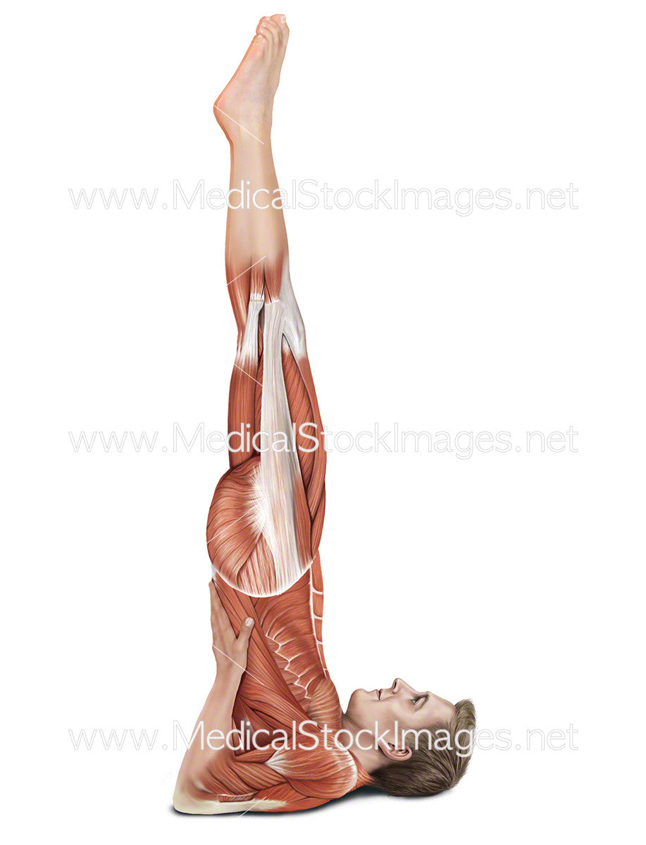 https://www.medicalstockimages.net/cdn/shop/products/11000-Shoulder_Stand-PV.jpg?v=1471345598