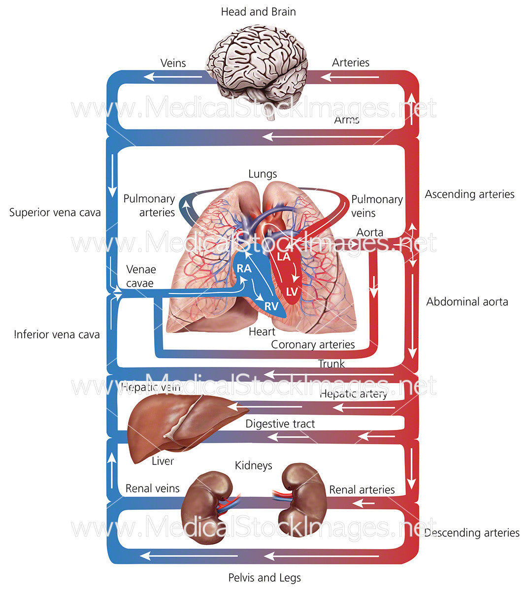 Schematic Diagram – Medical Stock Images Company