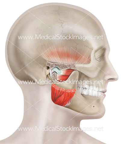 Temporomandibular Joint on Head