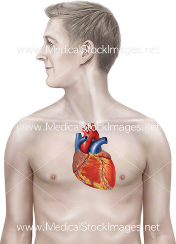 Heart on Male Figure
