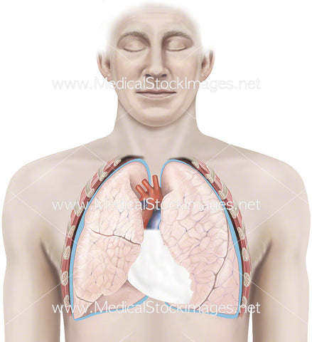 Lungs and Heart with Pericardium