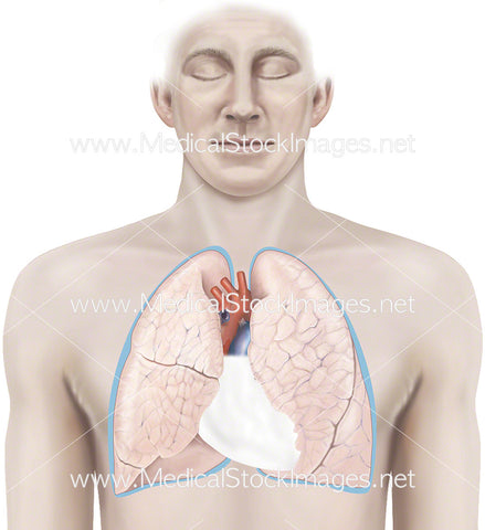 Lungs and Heart with Pericardium and Pleura