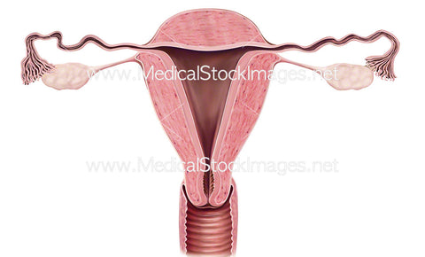 Uterus in Cross Section with Ovaries as Whole