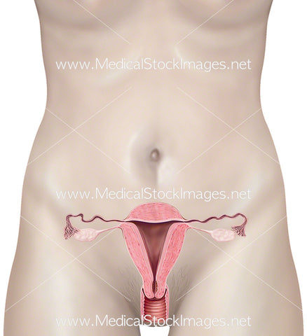 Uterus with Female Body