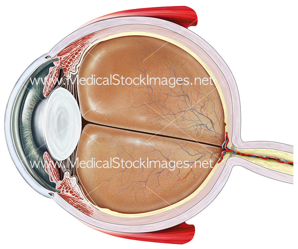 Eye in Cross Section – Medical Stock Images Company