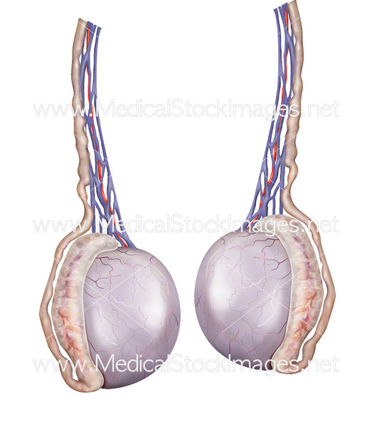 Testiclese Pair of Testicles – Medical Stock Images Company