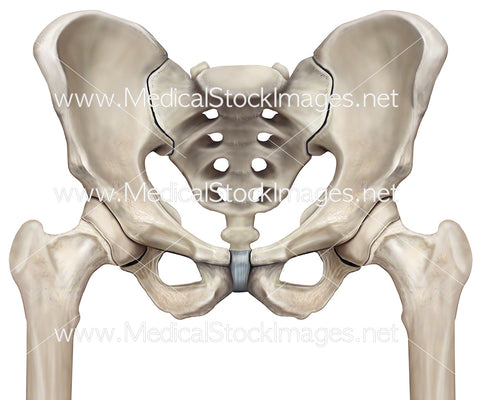 Pelvis and Femur Hip Joints