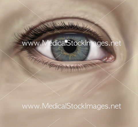 Surface Anatomy of the Eye