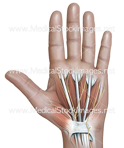 Carpal Tunnel with Median and Ulna Nerves