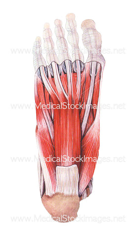 Plantar Aspect of the Foot with Superficial Muscles