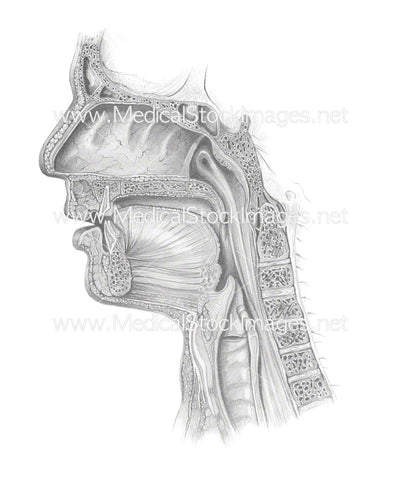 Airway Sagittal Section
