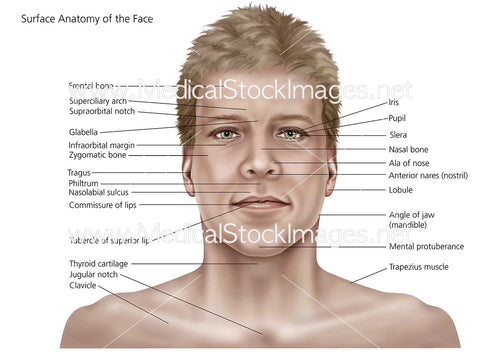 Surface Anatomy of the Face and Skin
