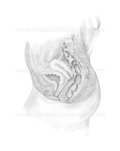 Pencil Drawing of Female Reproductive Anatomy