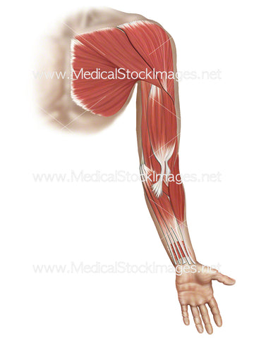 Anterior Superficial Dissection