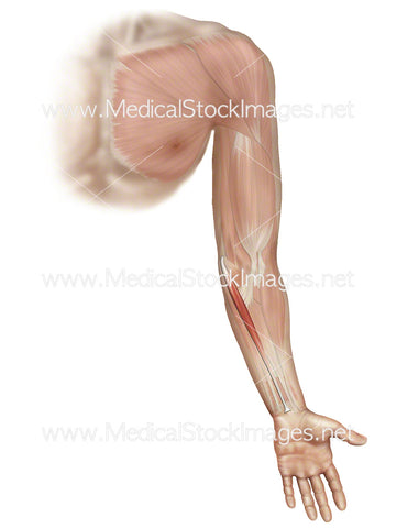 Palmaris Longus Muscle