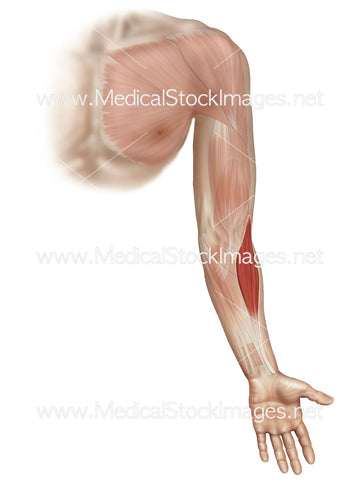 Brachioradialis