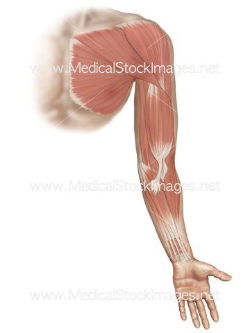 Superficial Muscles on Arm