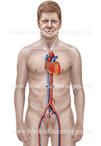 Heart Vessels Male Figure