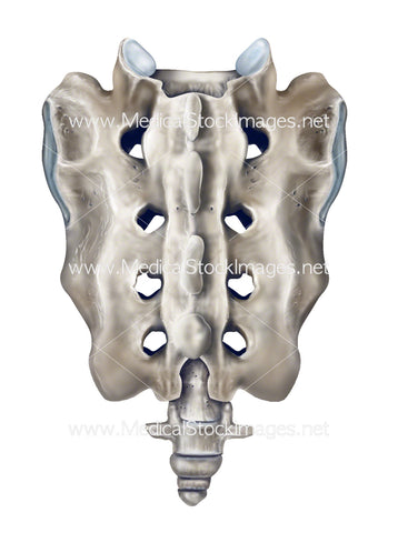 Sacrum