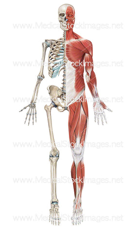 Skeleton with Superficial Muscles