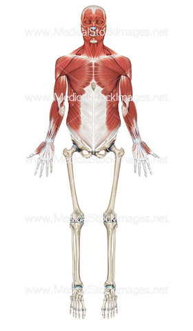 Skeleton with Upper Half Showing Superficial Muscle