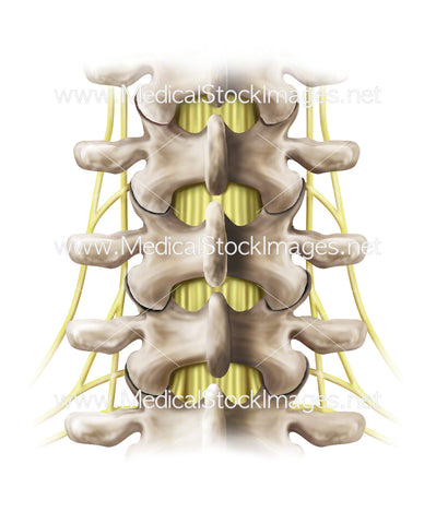 Lumbar Spine Nerves