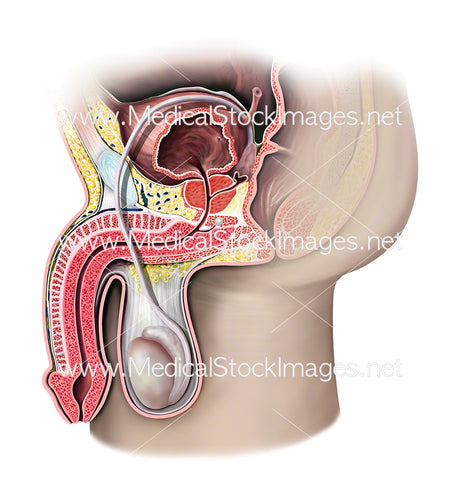 Prostate Gland