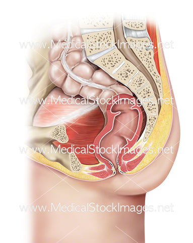 Anal Region