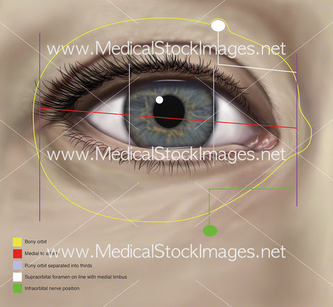 Eye Topography