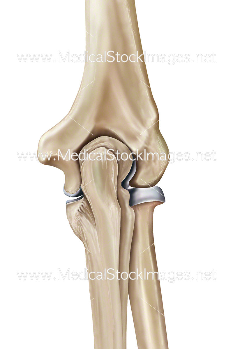 Posterior Elbow Shell Anatomy Of The Elbow Joint Posterior Elbow View And Common