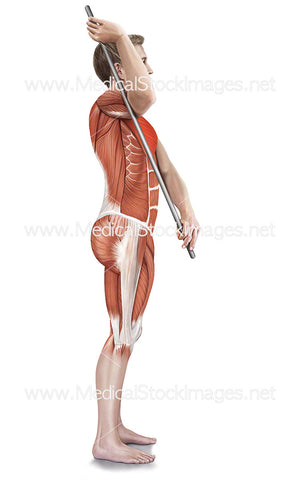Assisted Subscapularis Stretch with Muscle Highlights