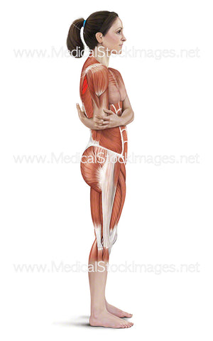 Rotator Cuff Stretch with Muscle Highlighted