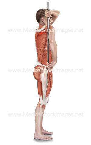 Assisted Infraspinatus Stretch with Muscle Highlights