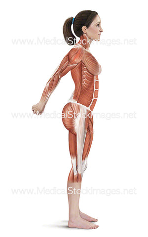 Double Arm Abductor Stretch