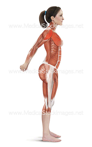 Double Arm Stretch with Muscles Highlighted