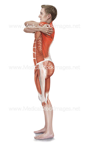 Wrap Around Stretch with Muscle Highlights