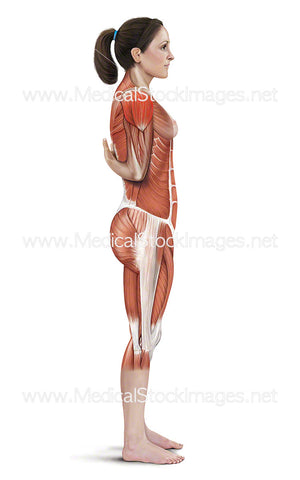One Arm Abductor Stretch with Muscle Highlights