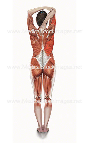 Triceps Stretch with Muscle Highlighted