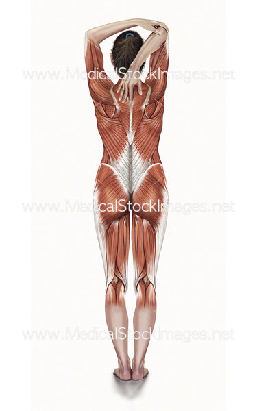 Triceps Stretch – Medical Stock Images Company