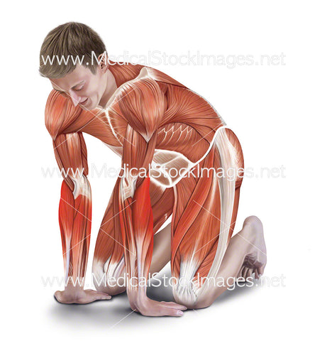 Kneeling Forearm Stretch with Muscle Highlighted